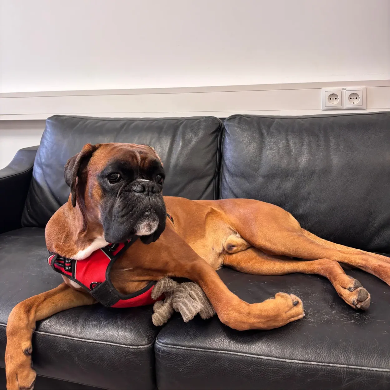 Boxerhund mit rotem Geschirr liegt entspannt auf einem schwarzen Ledersofa, mit einem Spielzeug neben sich.